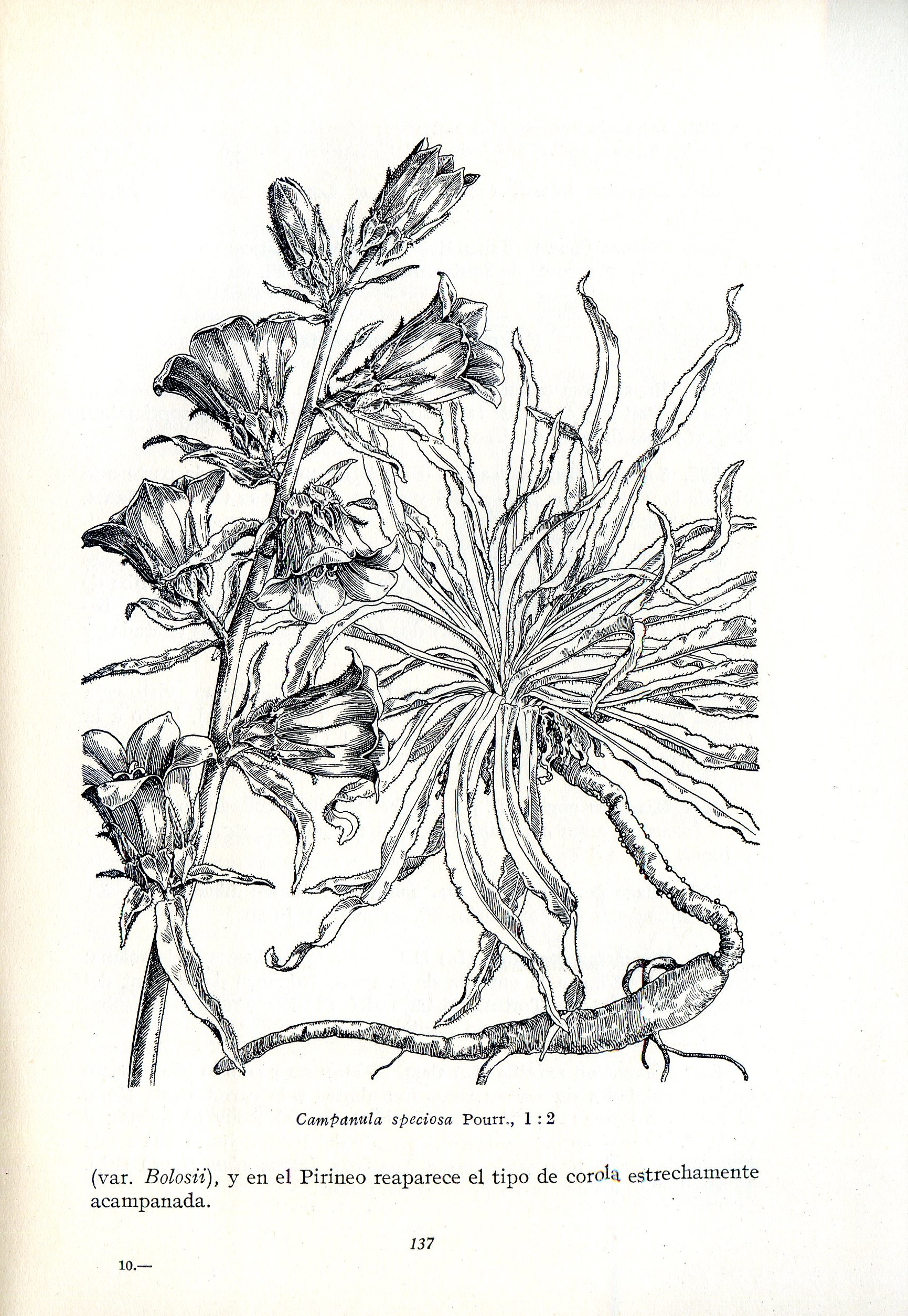 Flórula de Cardó : Consideraciones generales sobre las plantas que se crian en su valle en relación con la temperatura, sequedada y pobreza polínica del aire, seguidas del catálogo de dicha flórula - Miniatura 4